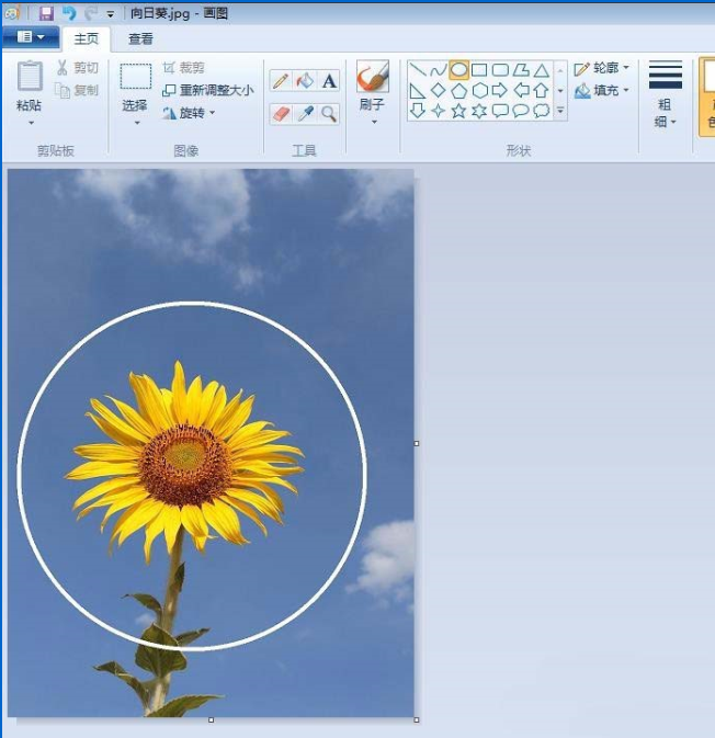 关于如何用画图工具制作圆形的头像