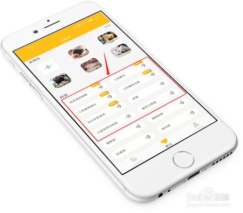 关于怎么使用人狗翻译器陪狗狗玩耍。