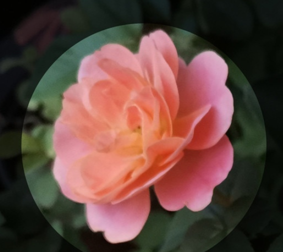 华为mate30pro中设置来电头像的简单操作方法截图