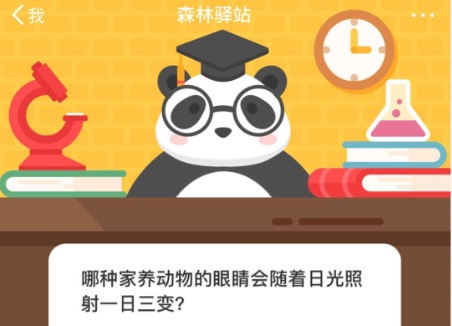 经验分享哪种家养动物的眼睛会随着日光照射一日三变。