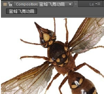 经验分享AE制作蜜蜂飞舞动画的详细方法