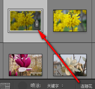 经验分享Lightroom给照片加上关键字的操作方法