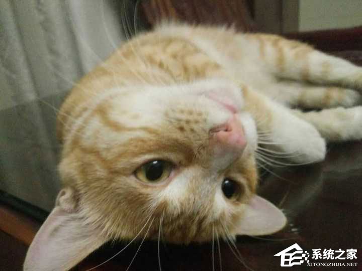 经验分享如何使用snapseed进行修图