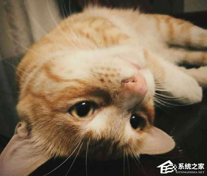 经验分享如何使用snapseed进行修图