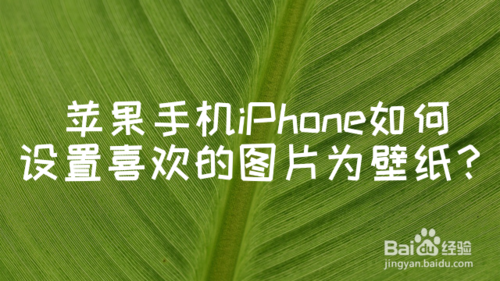 经验分享iPhone怎么设置喜欢图片为壁纸。