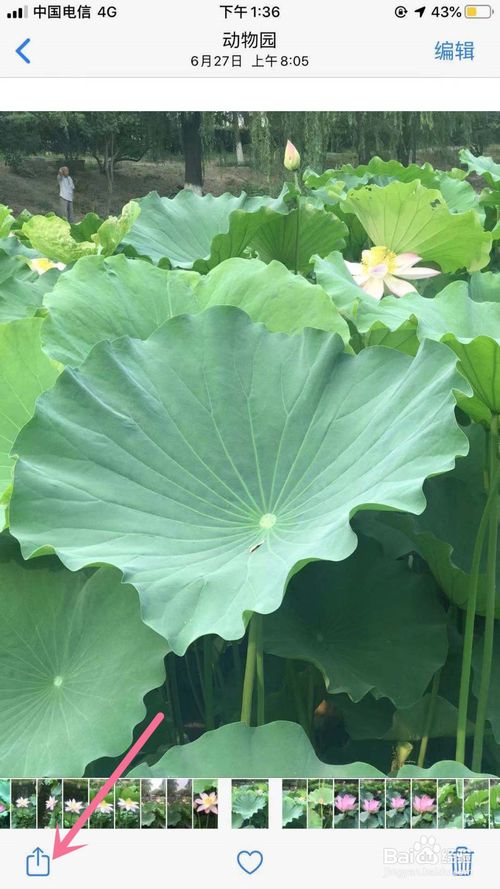 经验分享iPhone怎么设置喜欢图片为壁纸。