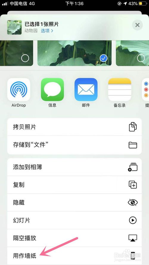 经验分享iPhone怎么设置喜欢图片为壁纸。