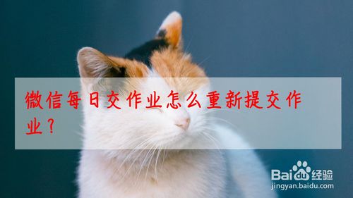 经验分享微信每日交作业已经提交的作业怎么重新编辑修改。