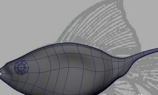 maya制作鱼模型的操作流程。
