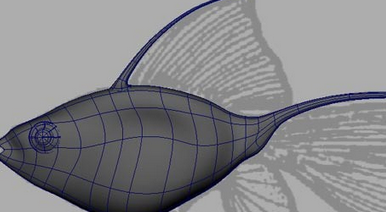 maya制作鱼模型的操作流程。