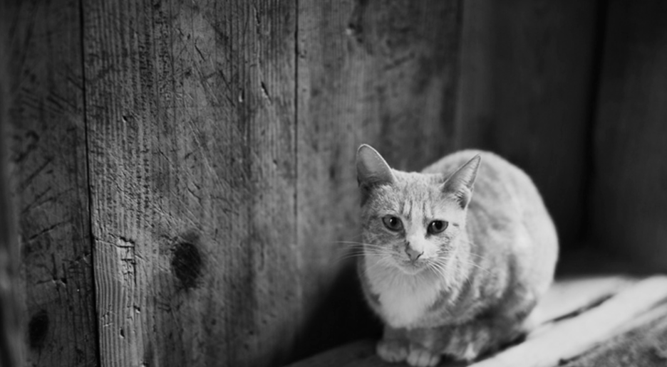 PS教程讲解：快速提取图片线条