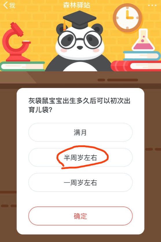 说说6灰袋鼠宝宝出生多久后可以初次出育儿袋。