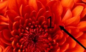 ppt2013编辑图片在文字下方的图文方法截图