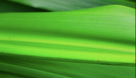 PS做出叶上水珠的详细步骤截图