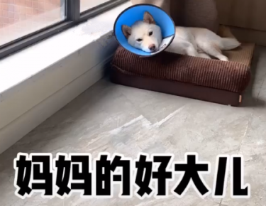 我来分享抖音上妈妈的好大儿是什么梗。