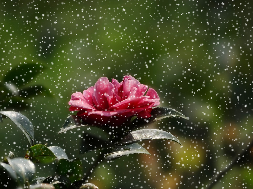 我来分享CorelDRAW X7快速制作雨天与雪天的操作教程 我来分享积累的最佳句
