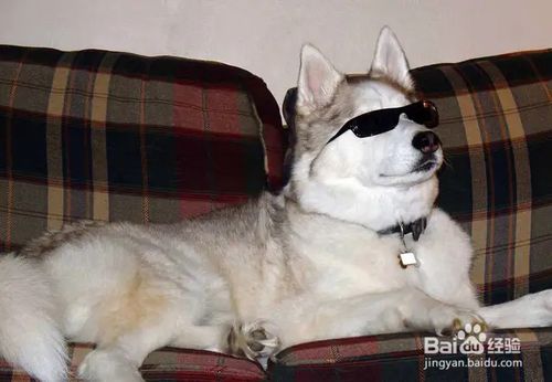 我来分享oppo r15怎么连接电脑。