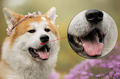 我来说说Photoshop局部放大图的操作步骤 我来说说的句子语录经典