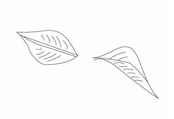 我来说说ai绘制樱桃的操作方法 绘制樱桃知识树