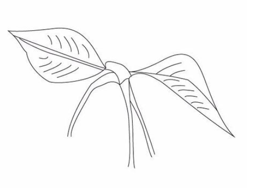 我来说说ai绘制樱桃的操作方法 绘制樱桃知识树