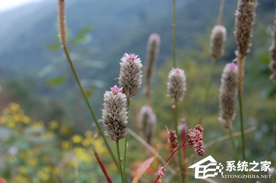 我来说说PS调色教程：调出小清新植物图片