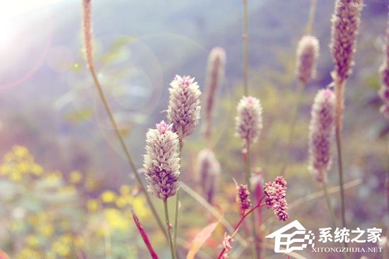我来说说PS调色教程：调出小清新植物图片