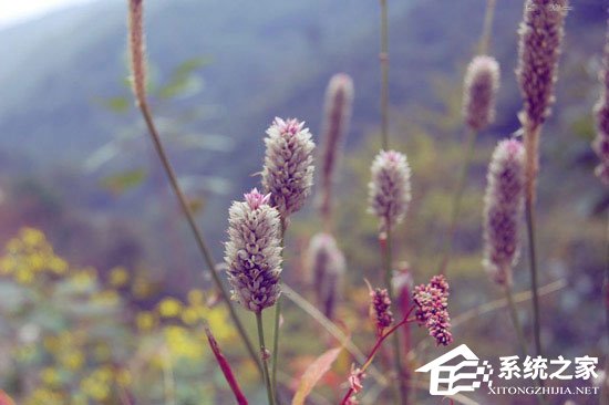 我来说说PS调色教程：调出小清新植物图片