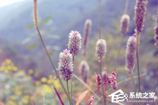 我来说说PS调色教程：调出小清新植物图片