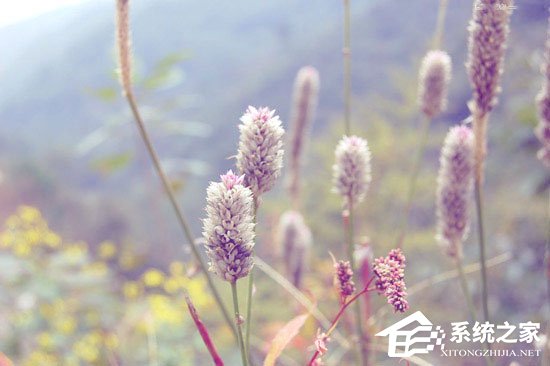 我来说说PS调色教程：调出小清新植物图片