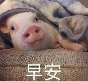 微信早安表情包有多少。