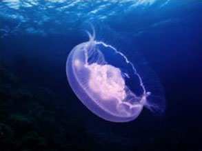 PS蒙版的作用有哪些?PS蒙版的用途分享