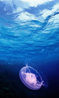 PS蒙版的作用有哪些?PS蒙版的用途分享