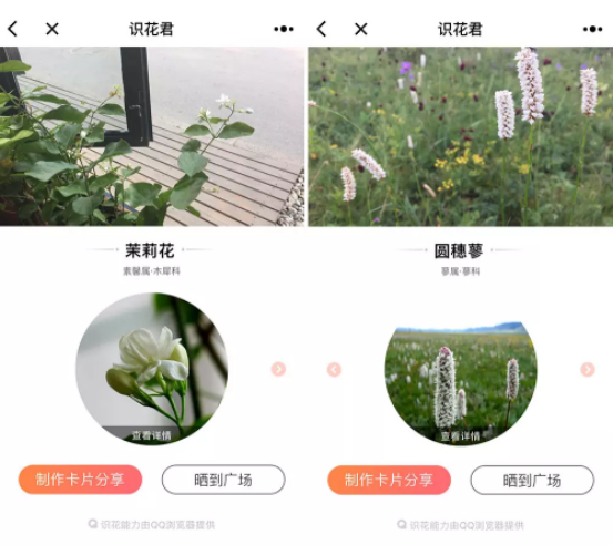 小程序识花君：扫一扫即可识别花草信息
