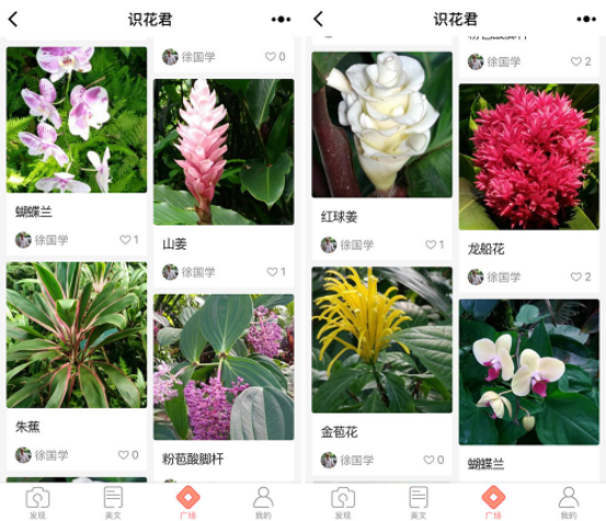 小程序识花君：扫一扫即可识别花草信息