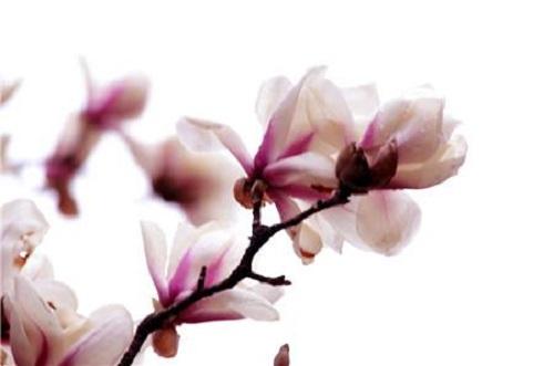 下列词牌名中,含有人物的是。