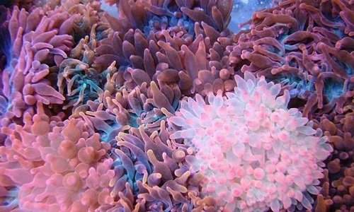 下列我来分享海葵的说法正确的是。