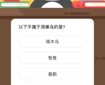 以下不属于洞巢鸟的是。