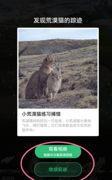 支付宝蚂蚁森林怎么开启巡护。